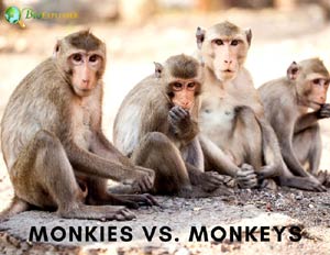 monkies vs monkeys monkies vs monkeys