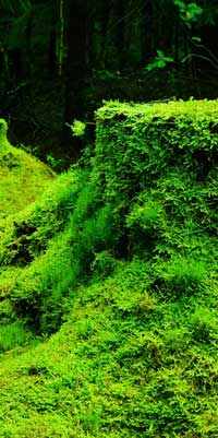 Moss Plants Moss Plants
