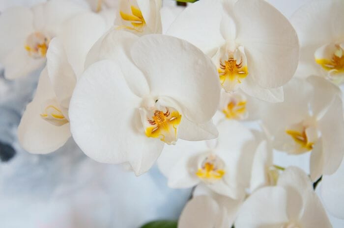 Moth Orchids