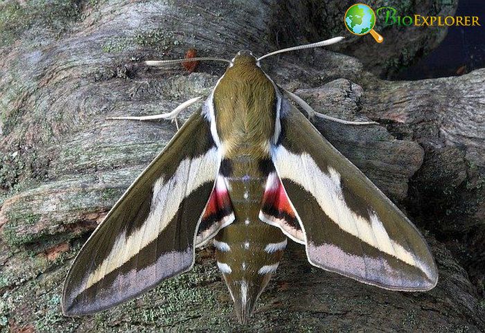 Moth Wings Allergic Reactions Moth Wings Allergic Reactions
