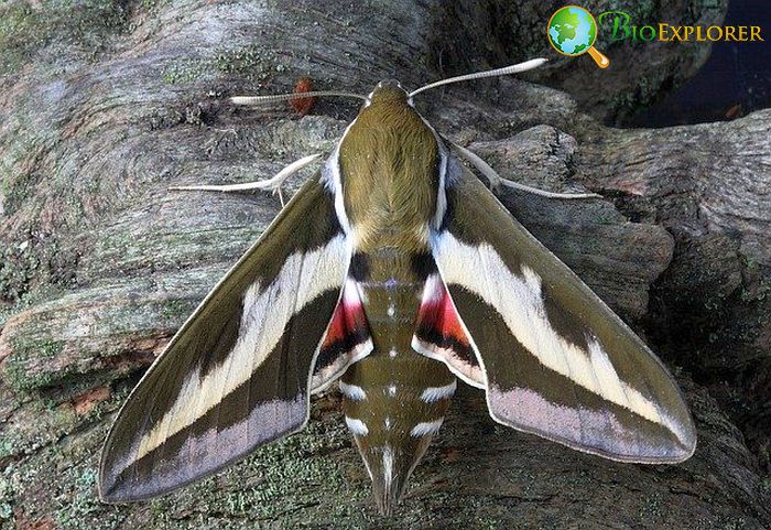 Moth Wings Allergic Reactions