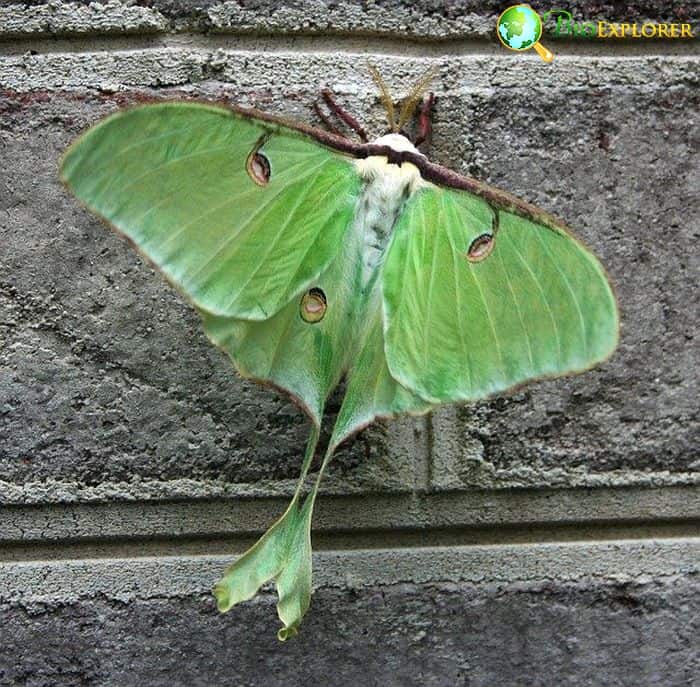 Moths Role In Animal Kingdom Moths Role In Animal Kingdom