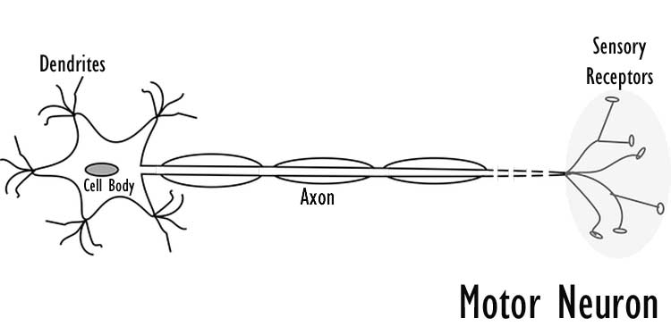 Motor Neuron Diagram Motor Neuron Diagram