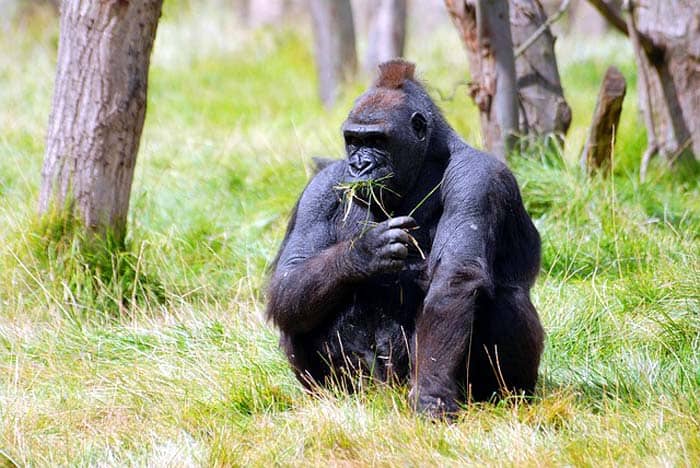 mountain gorilla mountain gorilla