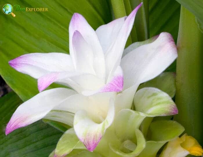 Mourning Bride Flowers