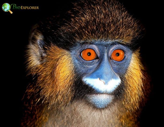 Moustached Guenon Moustached Guenon