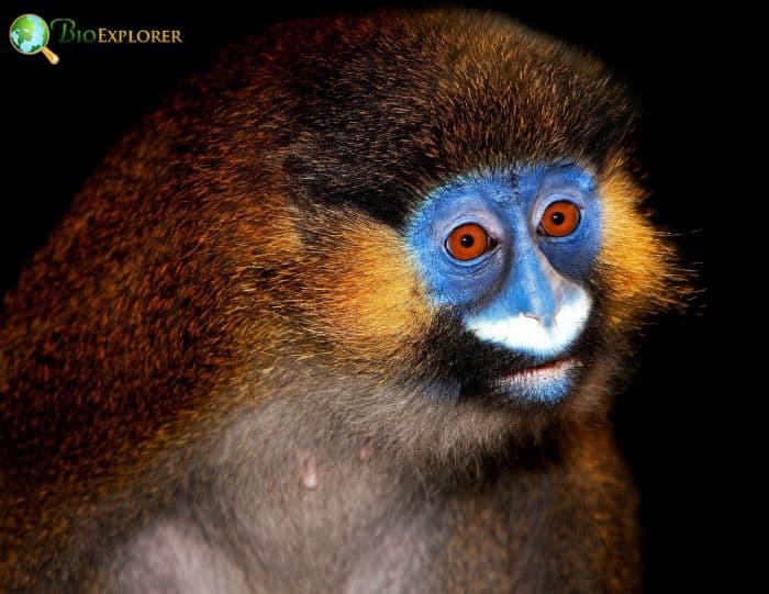 Moustached Guenon Moustached Guenon
