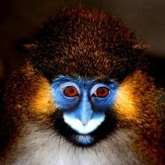 Moustached Guenon Moustached Guenon