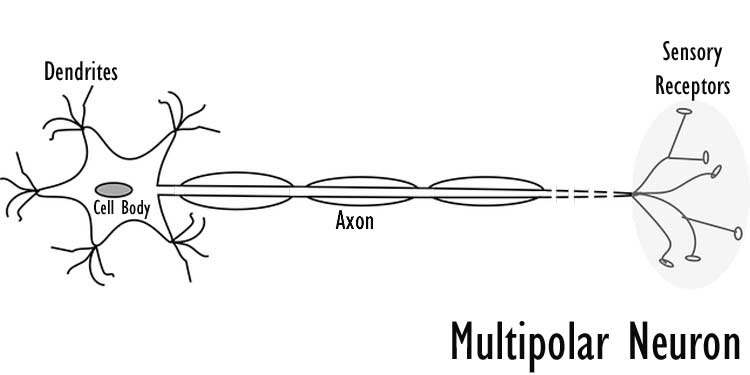 Multipolar Neuron Diagram Multipolar Neuron Diagram