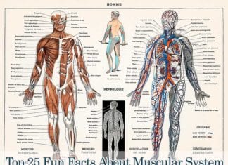 Muscular System Facts