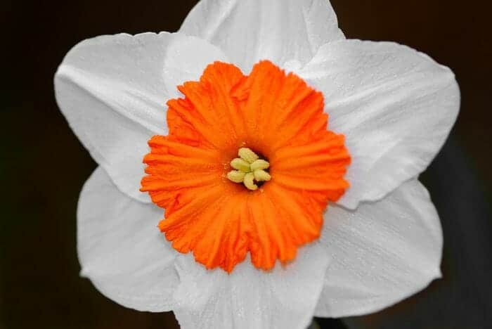 Narcissus Flower