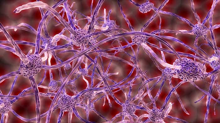 Nerve Cell Functions Nerve Cell Functions