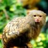 New-World Monkey Body Size