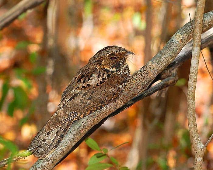 nightjars