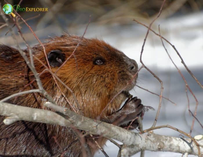 North American Beaver (Castor canadensis) North American Beaver (Castor canadensis)