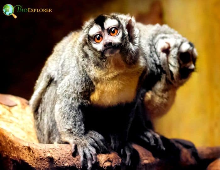 Northern Owl Monkey Northern Owl Monkey