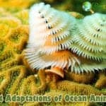 Ocean Animal Adaptations