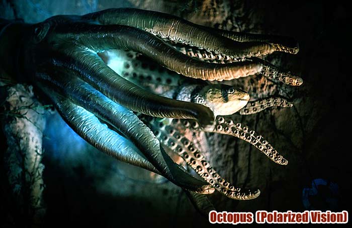 Top 11 Animals With Best Sensors (See, Hear, Smell, Taste & Feel) Top 11 Animals With Best Sensors (See, Hear, Smell, Taste & Feel)