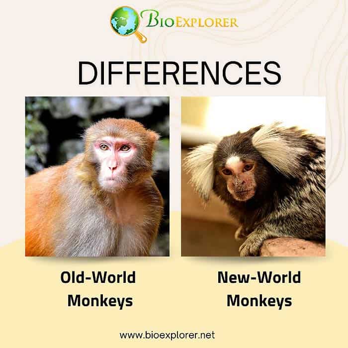 Old World Monkeys  Overview, List & Characteristics - Video