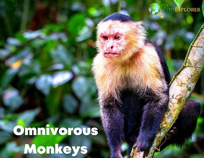 omnivorous monkeys