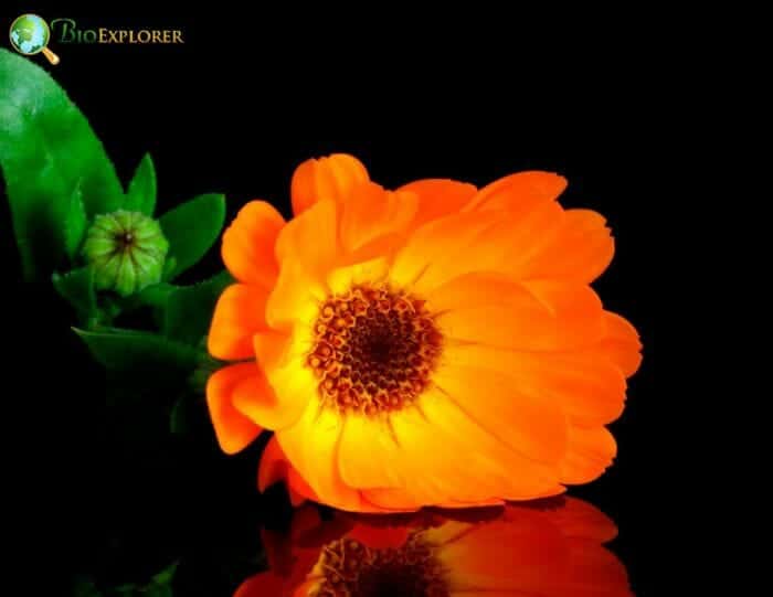Orange Marigold Flower