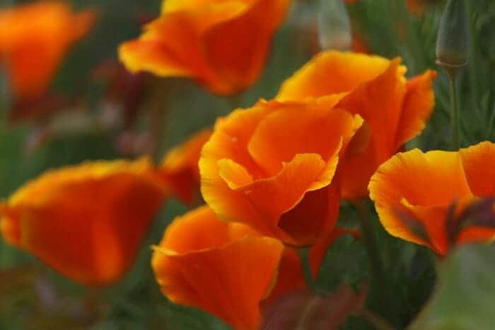 Orange California Poppy Flowers Orange California Poppy Flowers