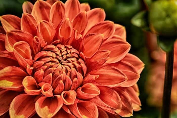 Orange Dahlia Flower