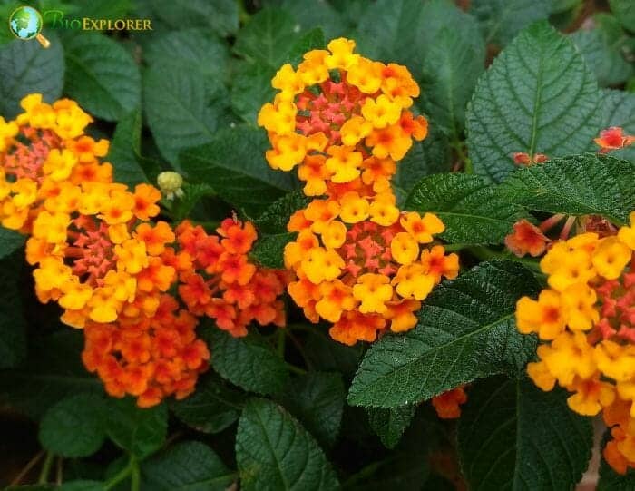 Orange Lantana Flowers