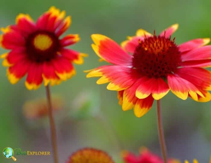 Orange Red Gaillardia Flowers