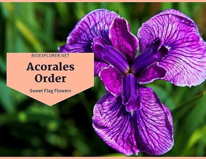 Order Acorales Flowers