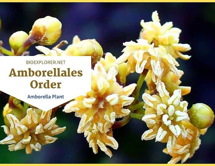 Order Amborellales