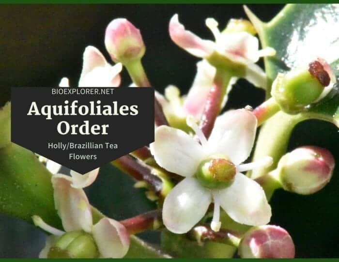 Order Aquifoliales