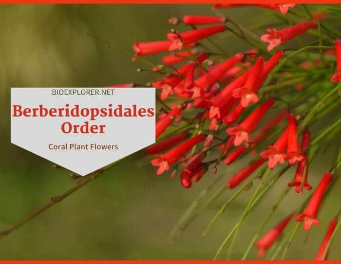 Order Berberidopsidales