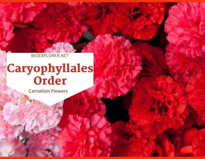 Order Caryophyllales