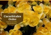 Order Cucurbitales