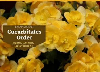 Order Cucurbitales