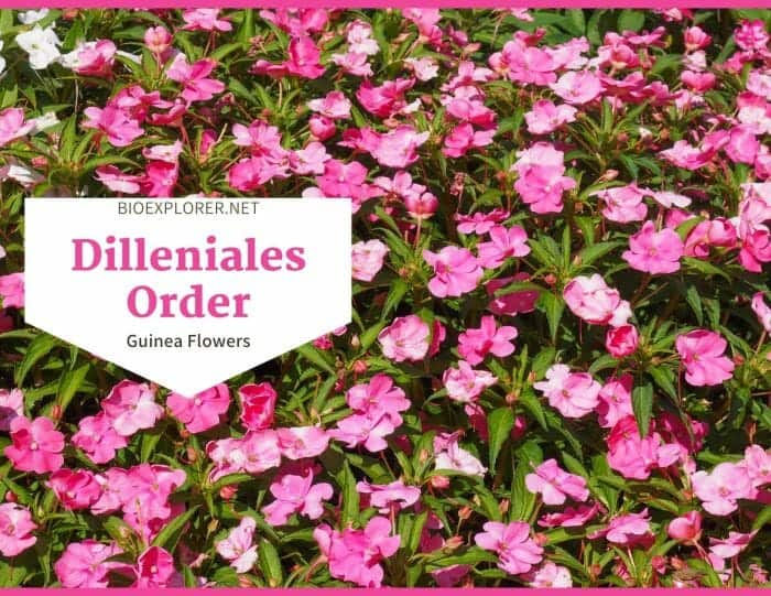 Order Dilleniales