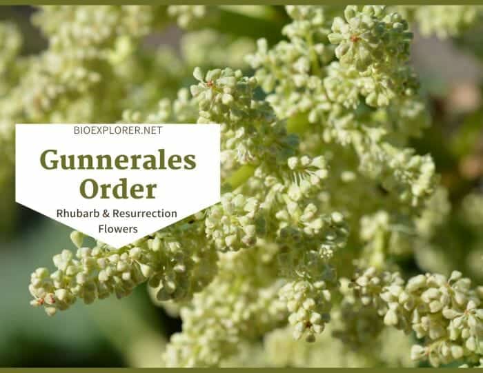 Order Gunnerales