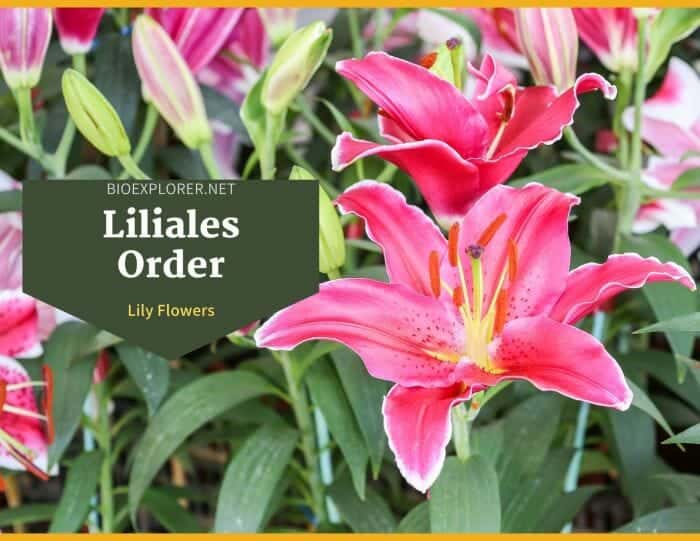 Order Liliales