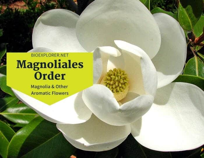 Order Magnoliales