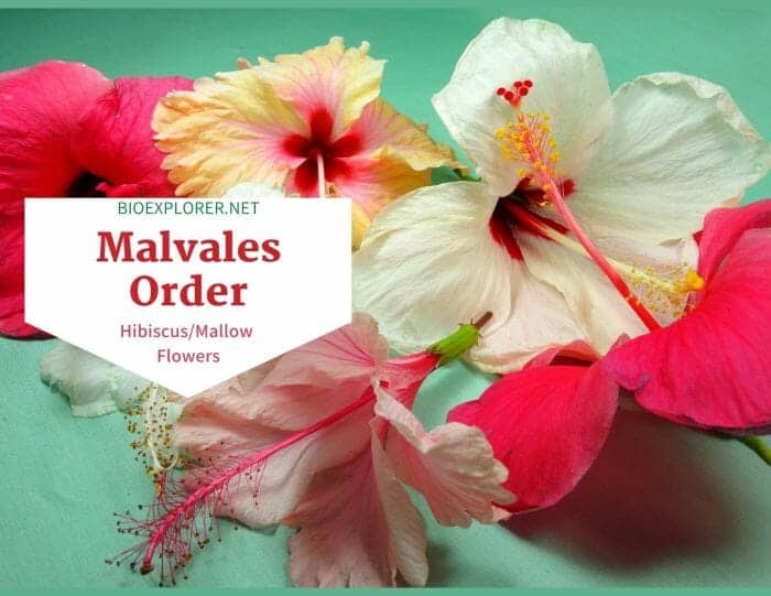 Order Malvales Characteristics