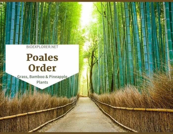 Order Poales