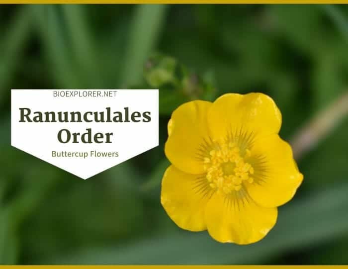 Order Ranunculales