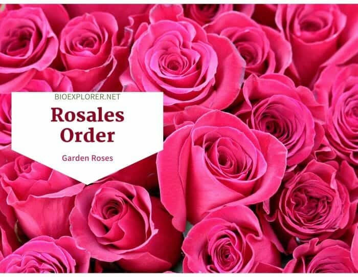 Order Rosales