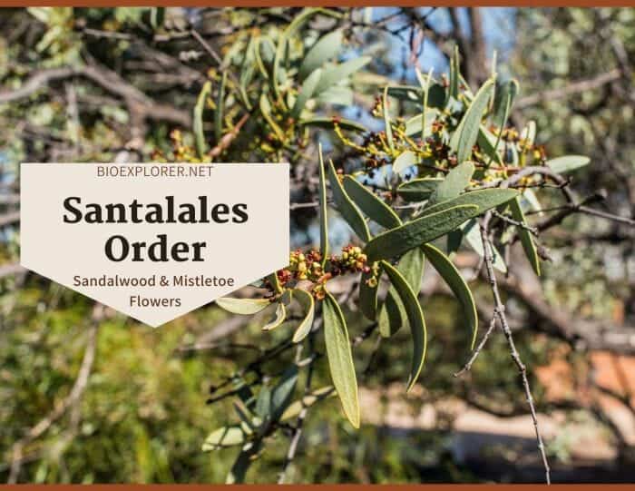 Order Santalales