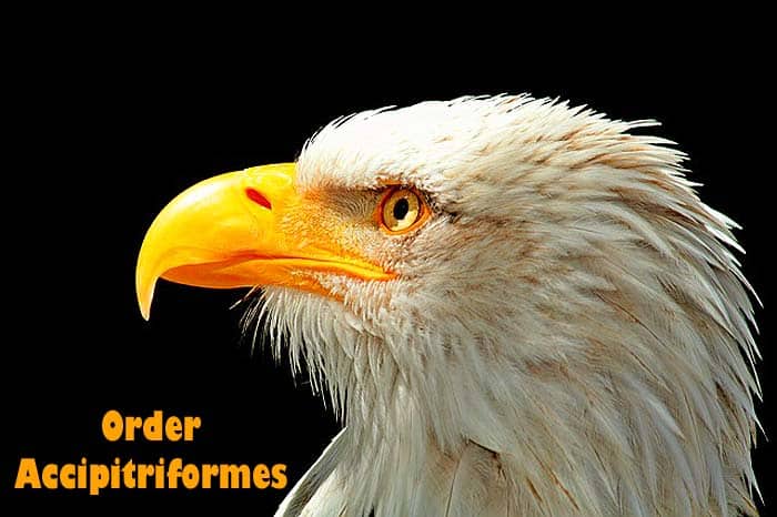 Order Accipitriformes Order Accipitriformes