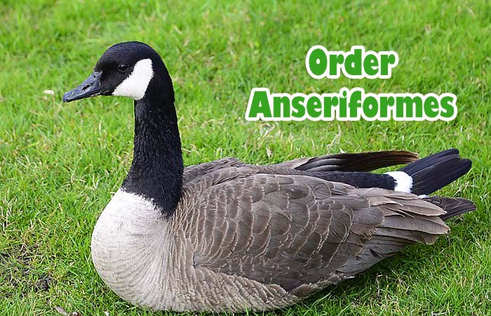 Order Anseriformes (Waterfowl Birds) Order Anseriformes (Waterfowl Birds)