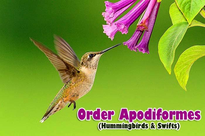 Order Apodiformes Order Apodiformes