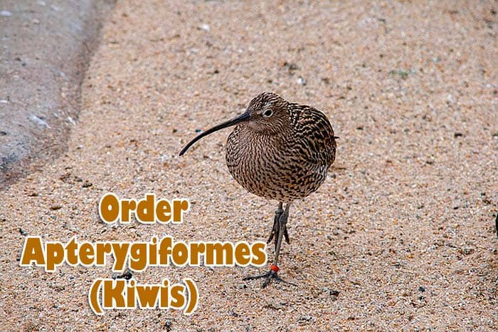 Order Apterygiformes Order Apterygiformes