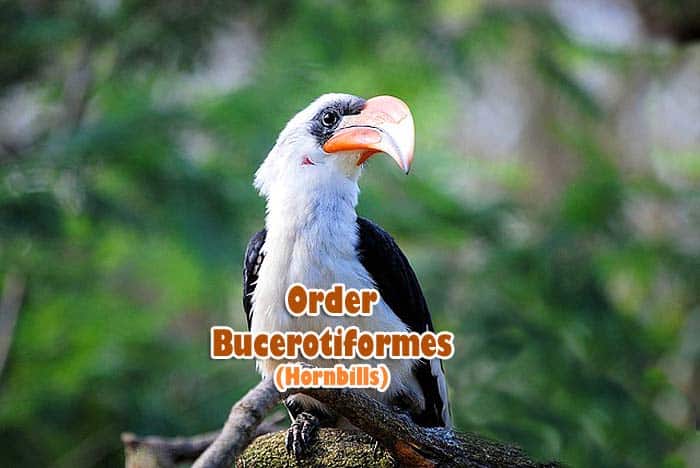 Order Bucerotiformes Order Bucerotiformes